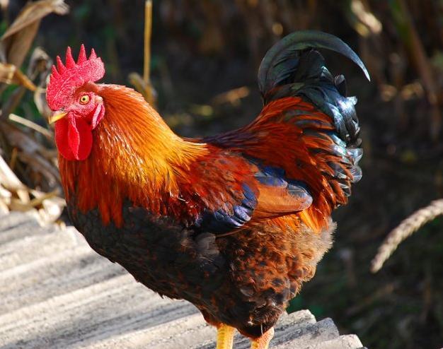 鸡是怎么受精的，鸡是如何受精的（是怎么跟母鸡交配完成繁衍的）