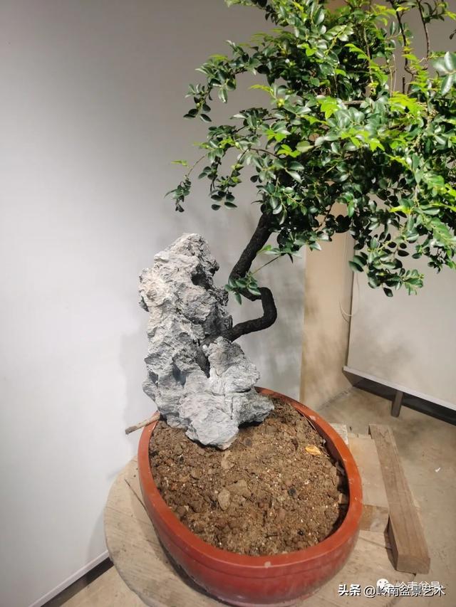 黑骨茶盆景怎么养护，黑骨茶盆景怎么养护视频（一棵黑骨茶盆景的改作引来老中青少四代树痴乐此不疲）