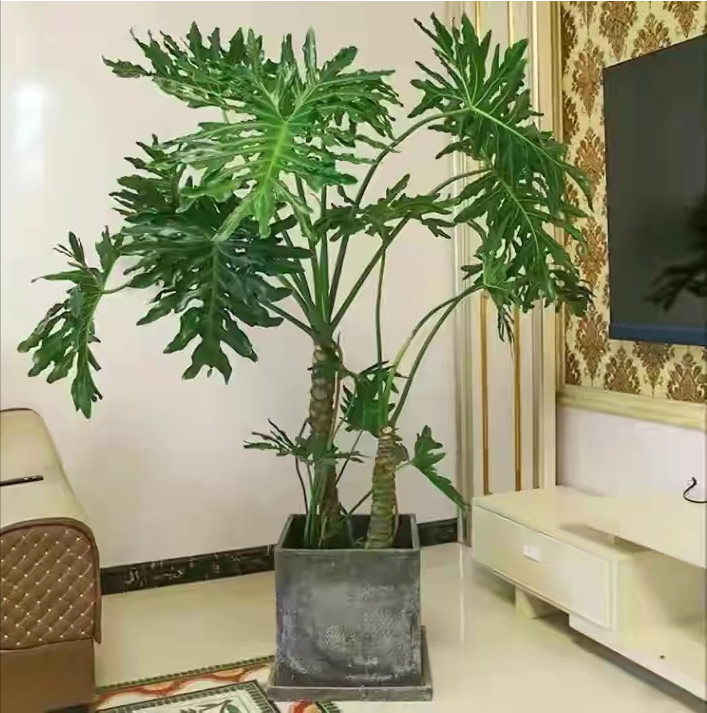 象征高贵的花，清冷而高贵的花（养在家里气质不凡）