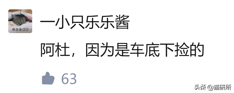 男猫咪高贵洋气的名字(有创意的公猫咪名字大全)
