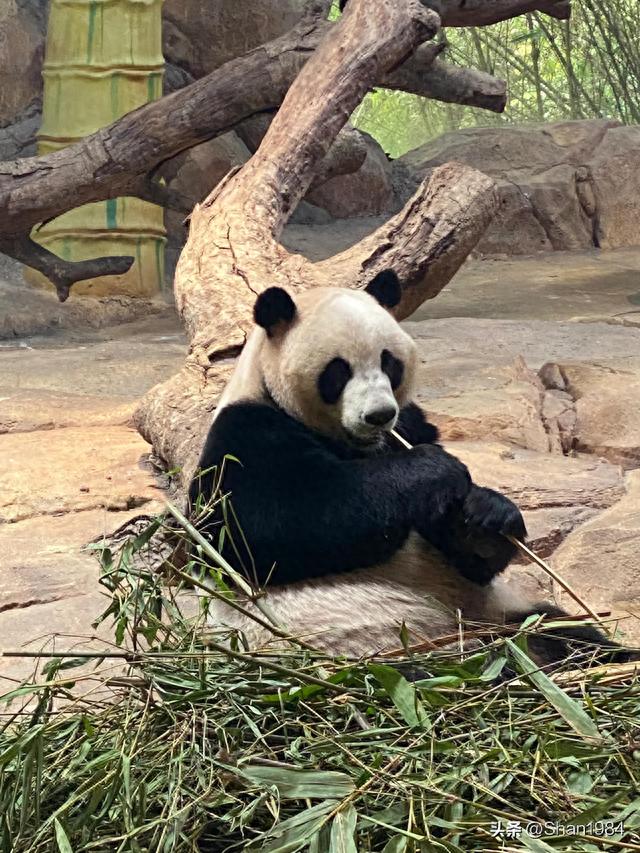 广州香江野生动物园