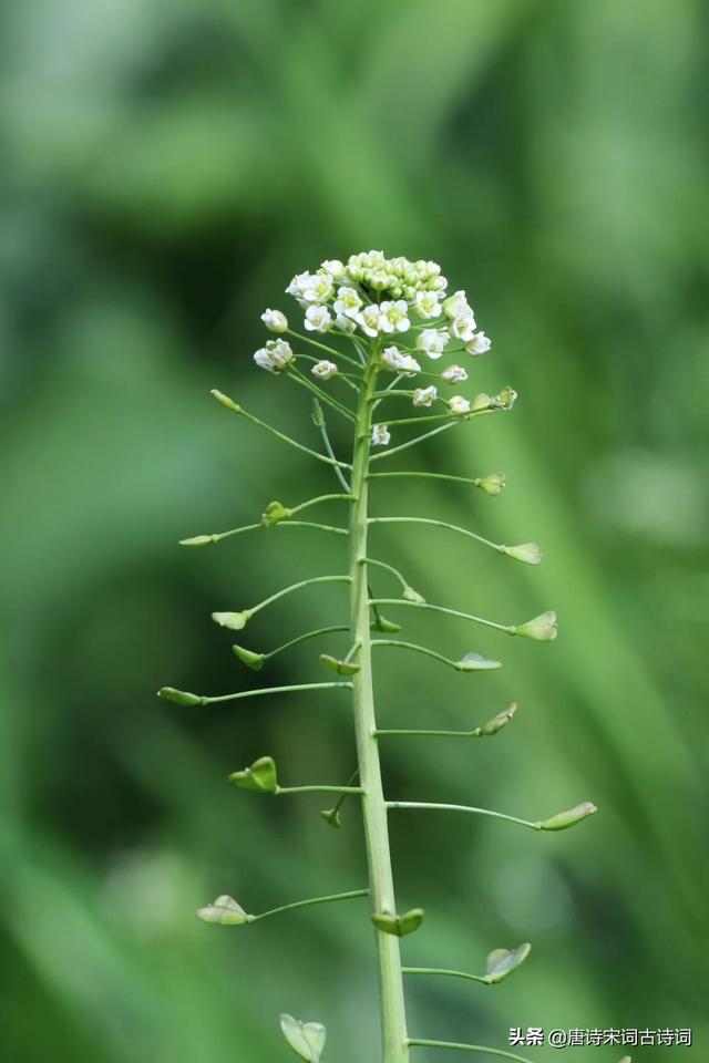 荠菜什么季节有，荠菜最好吃的季节（荠菜，经冬又迎春）