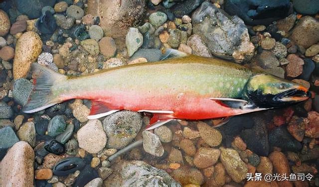 长江名贵鱼前十名，10大凶猛淡水鱼（我国保护的鱼类有87种）