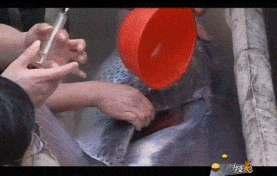 幸好这30种动物灭绝了，要不人类真的难以生存（“一亿五千万岁”长江白鲟正式灭绝）