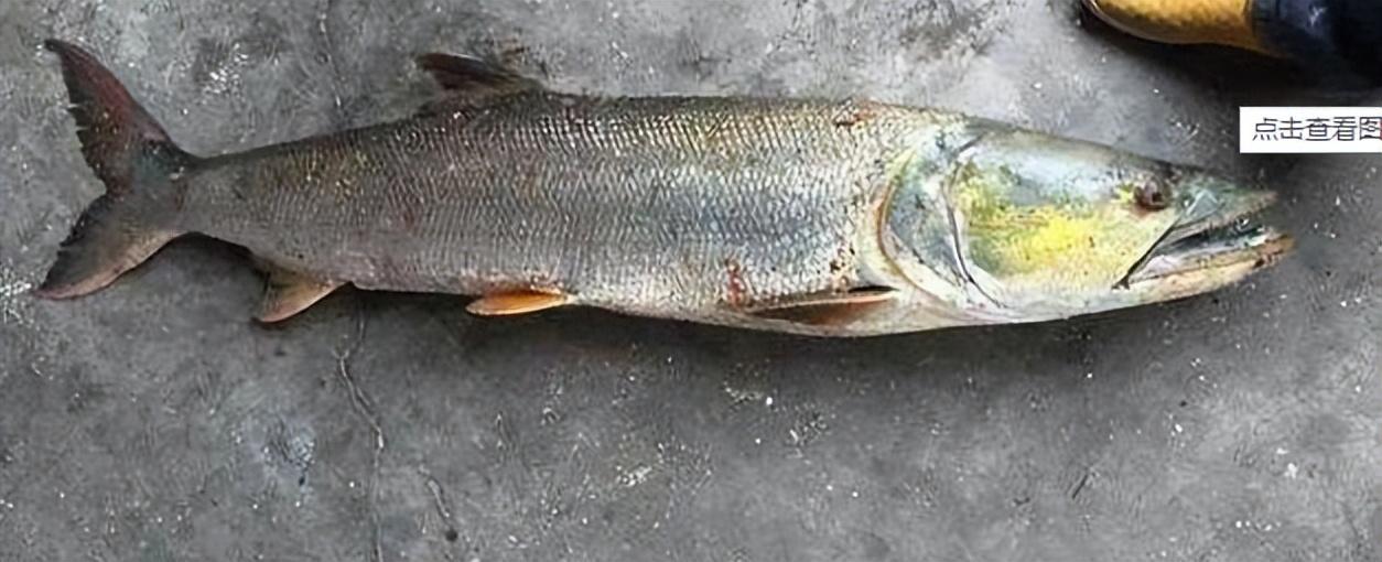 野生鳡鱼多少钱一斤，分享5种美味的鱼的价格和做法