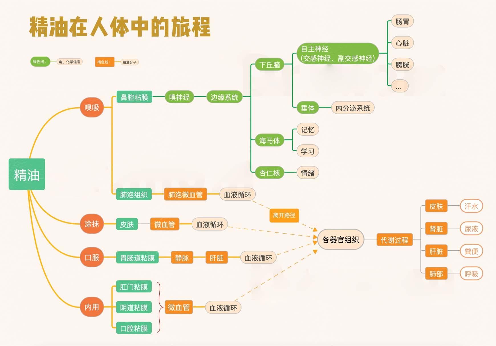 葡萄柚精油的功效与作用，葡萄柚精油的功效及作用（懒人小姐姐的减肥秘籍）