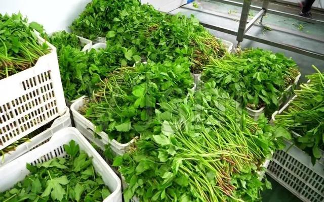 适合农村办厂的项目，适合农村办厂的项目有哪些（农村这几种家庭小作坊）