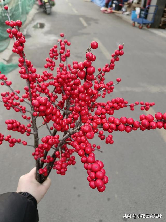 鲜花图片大全真实照片，真实水果图片（近100张鲜花美照诠释不一样的年味儿）