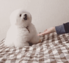 比熊犬多少钱一只，比熊多少钱一只（巴比熊犬价格）