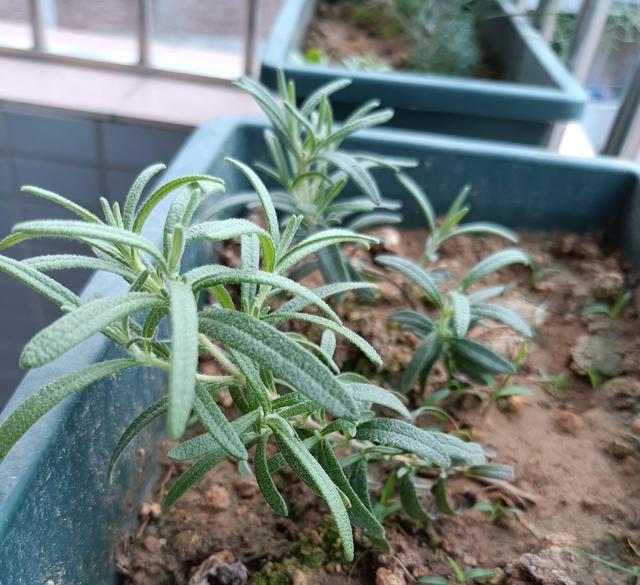 迷迭香的养殖方法和注意事项，迷迭香养殖方法与技巧（能长成小树）