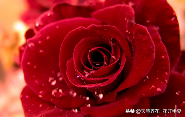 11朵玫瑰代表什么意思，十一朵玫瑰代表什么意思（不同颜色玫瑰花代表含义是什么）