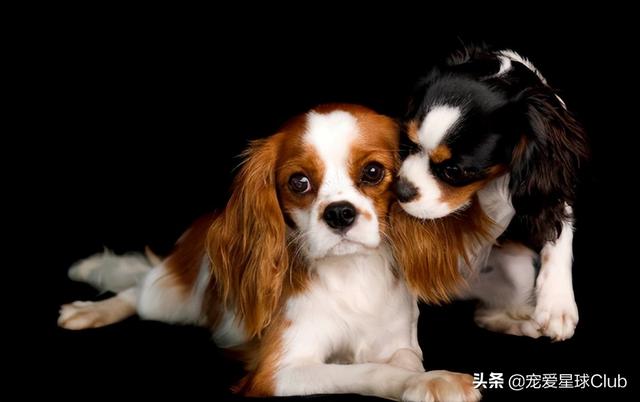 小狗的简单介绍，狗的介绍手抄报（狗狗也分高低贵贱）