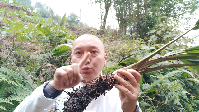 仙茅的作用与功效，中药材仙茅的功效与作用（90岁的老奶奶走路灵活是怎么做到的）