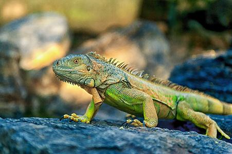 世界上三大不死的动物是什么，世界上最顽强的动物是什么（寿命最长的五种动物）