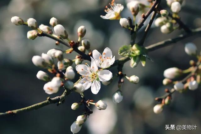谷雨节气的介绍 二十四节气之谷雨内容文字，谷雨节气的介绍（谷雨：人间春暮，岁短情长）