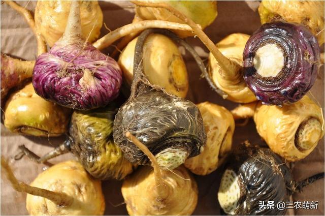 玛卡是什么东西，玛卡药店有卖的吗（玛咖：人称南美人参）