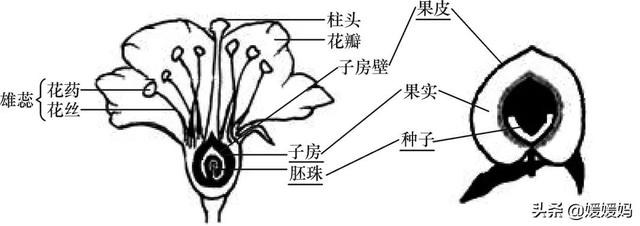 草履虫的结构，草履虫的结构层次模式图（应考技巧丨初中生物识图题常用结构示意图）