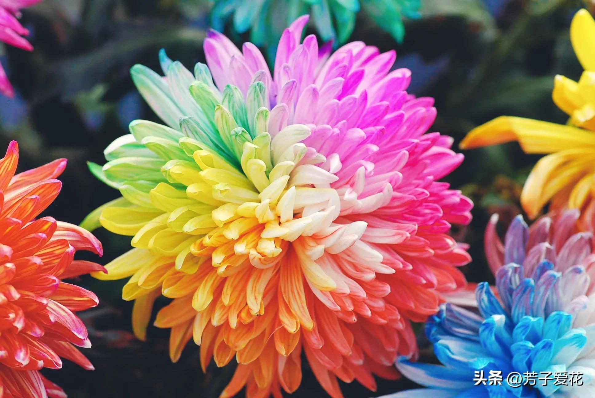 七彩炫菊是艳丽的意思,寓意着人生的绚烂和生命的蓬勃.