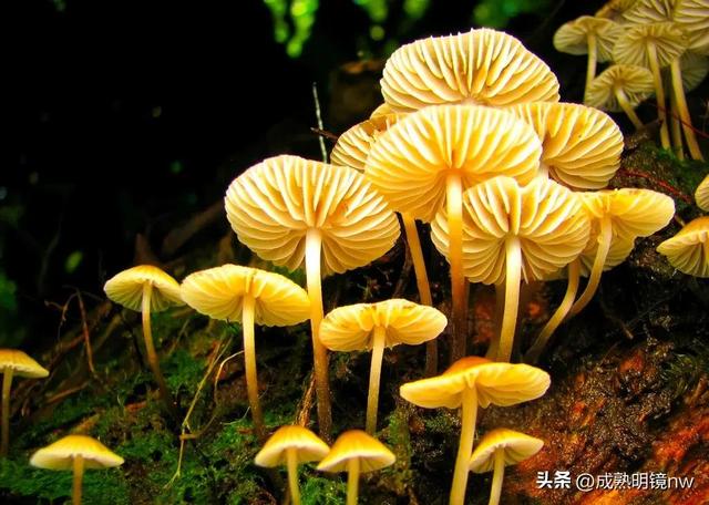 世界上最漂亮的蘑菇，世界上最漂亮的蘑菇是什么（精华总伴日风来。美丽的蘑菇）