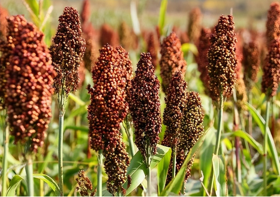 百老泉散酒怎么样，12元的百老泉散酒是纯粮酒吗（市面上2种被列入“黑名单”的白酒）