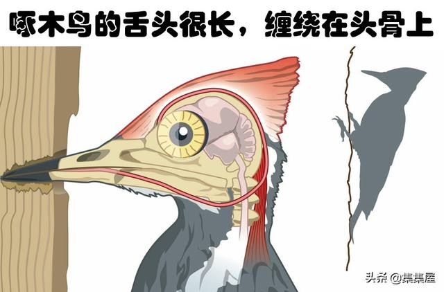 蜘蛛丝为什么那么坚韧，蜘蛛丝为什么那么坚韧不易破坏（可能会改变你对世界认知的6个冷知识）