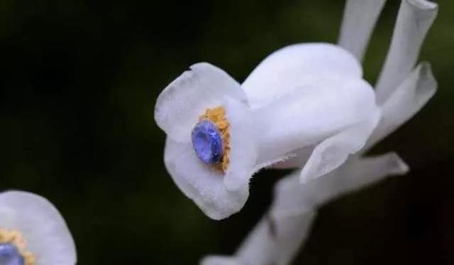 水晶兰的花语是什么，水晶兰是吉祥花吗（幽灵之花一一水晶兰）
