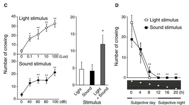 公鸡打鸣是什么时辰，公鸡一般什么时候打鸣（公鸡为什么会在早晨打鸣）