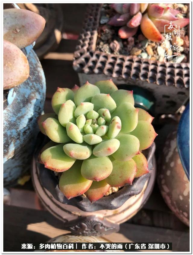 彩虹糖的梦 金娃娃，娃娃音适合唱哪些歌（愿2022心中有盼）