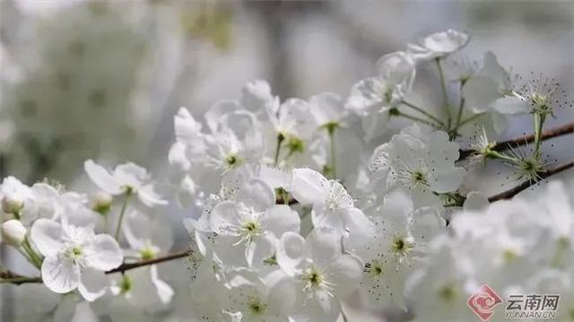 云南花海旅行记，春天，来云南与七彩花海相遇