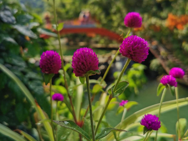 春天丛生的开花植物，50种花春天播种