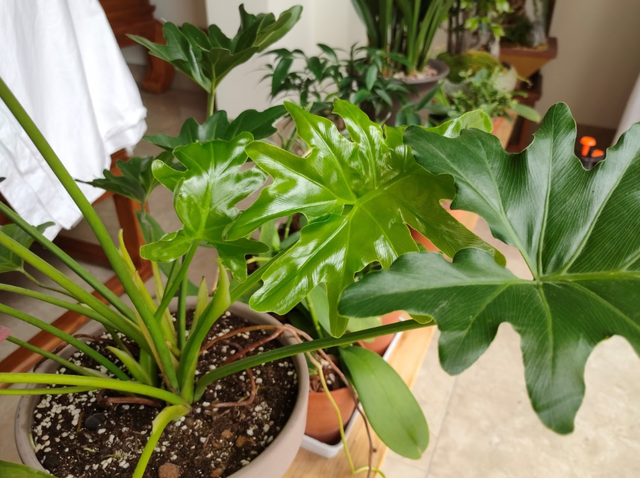 花的叶子发黄是怎么回事，茉莉花的叶子发黄是怎么回事（植物黄叶有七个原因）