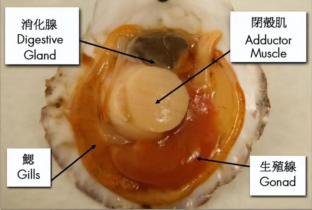 瑶柱是什么东西的肉，瑶柱是扇贝的哪个部位图解