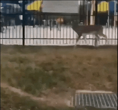 海母和水母区别，海母和水母图片大全（罕见的36张照片）