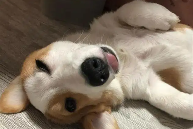 拉布拉多犬摸它哪里它会生气，拉布拉多摸她的时候老是咬我（狗喜欢主人在哪里抚摸它们）