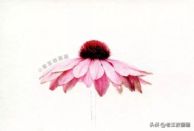 怎样简笔画菊花，怎样简笔画菊花图片（学画画那么久，你会画菊花吗）