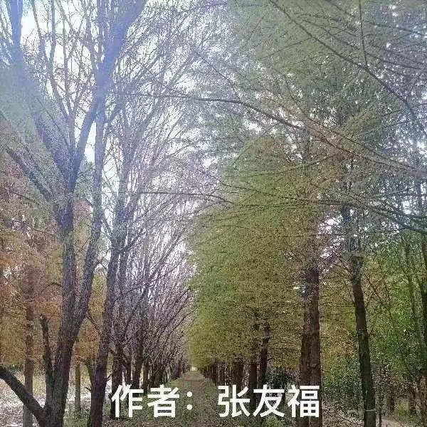 祝老师生日快乐，学生祝老师生日快乐的祝福短语（《祝林毅老师七十八岁生日快乐》作者《林毅老师诗友》）