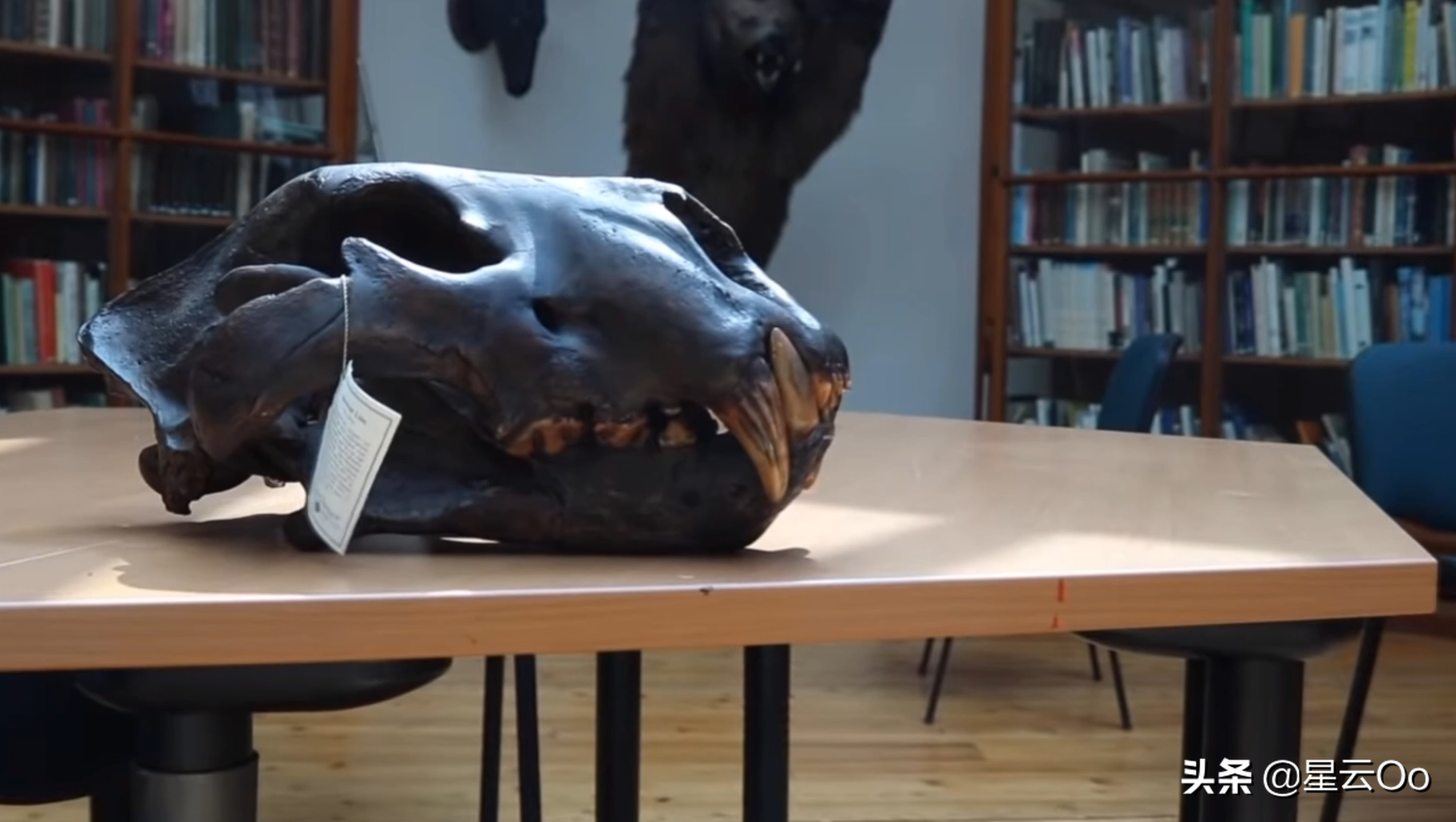 第二名 猫科古巨兽-原始狮