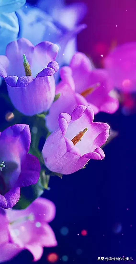 适合做微信头像的花朵图片，微信头像风景花朵图片     春暖花开（春暖花开的季节，美如仙境）