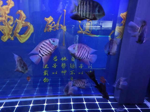 什么鱼最好养活，什么鱼最好养（九大性格相对温顺型观赏鱼）