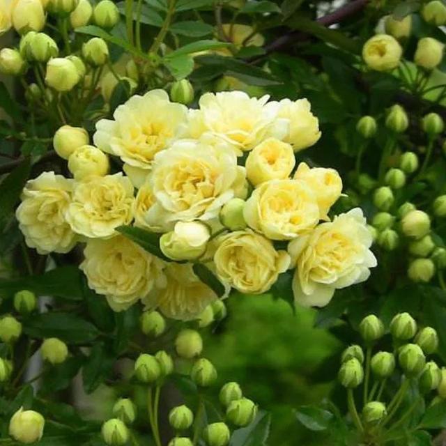 木香花为什么叫鬼招手，木香花为什么不能种（黄木香花，鬼招手）