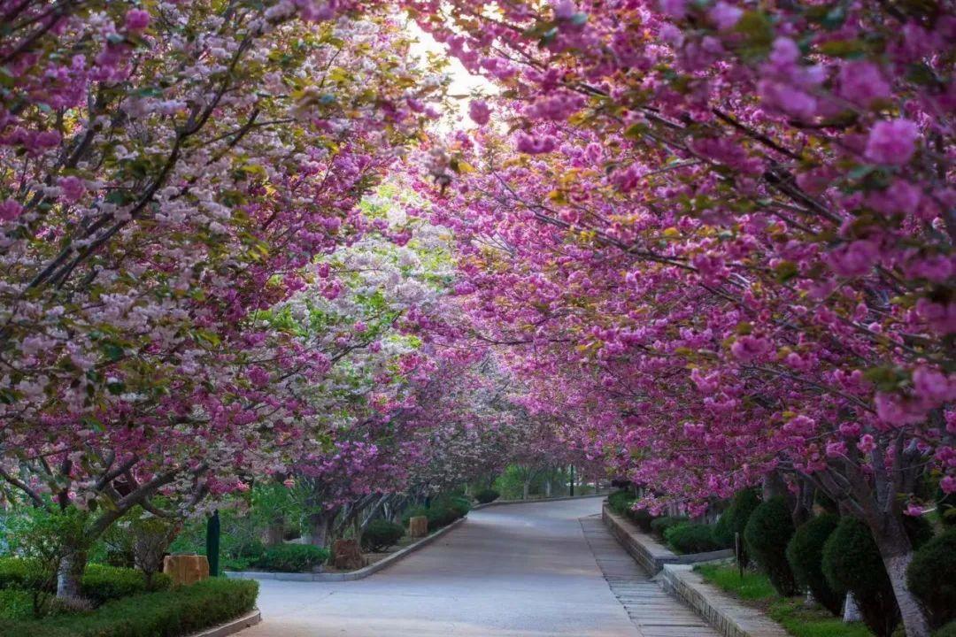 荣成风景区有哪些，荣成周边景点（来荣成这些打卡景区景点采撷好春光）