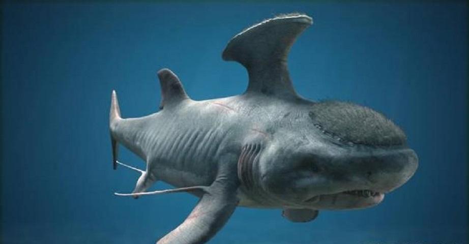 旋齿鲨vs巨齿鲨(鲨鱼表示我也很悲催)