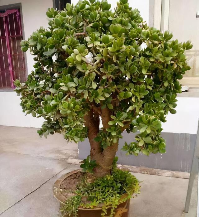 玉树几年才开花，玉树开花吗（5个窍门养成老树）