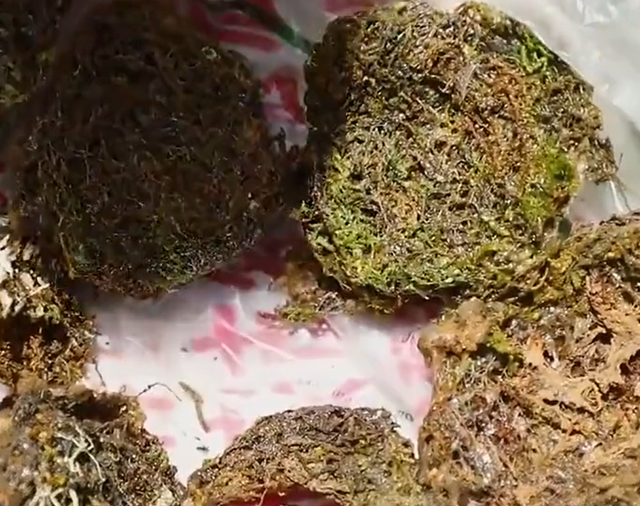 燕窝的价格，燕窝的价格表（贵的一斤卖2万6,两个儿子不愿意学,手艺即将失传）