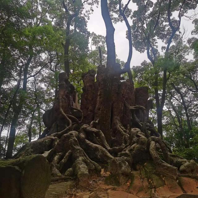 歌乐山森林公园，重庆主城700米高山-歌乐山森林公园乘凉
