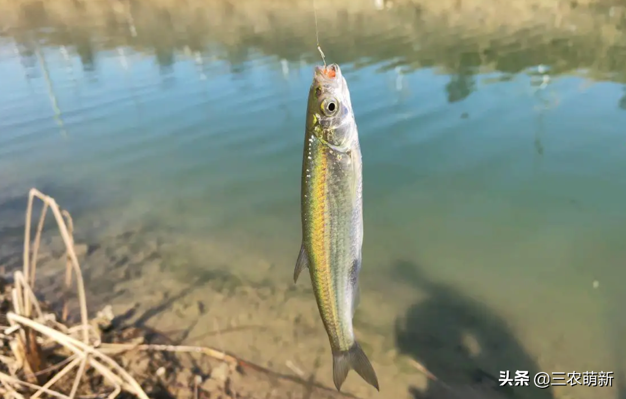 白条鱼是一种生长在淡水环境中的淡水鱼,这种鱼对生