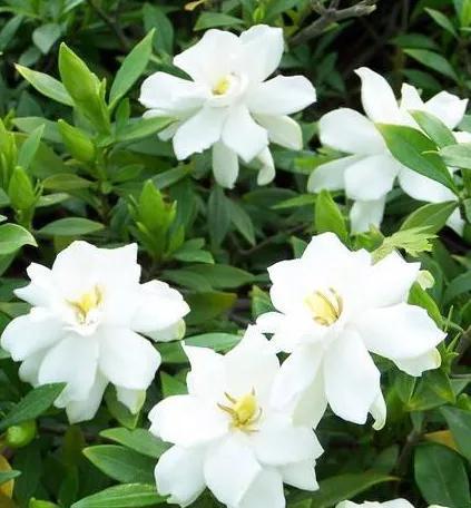 比较有个性一点的花花语，花语是个性的花（十大浪漫花语）