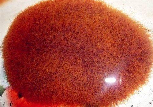 它虽然在自然界人见人夸,但红虫现在自来水管中也不是件好事.