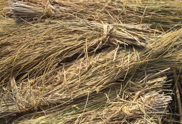 禁止烧秸秆是谁提出来的，不能烧秸秆是谁提出来的（秸秆焚烧：沿袭千年的农业习俗）