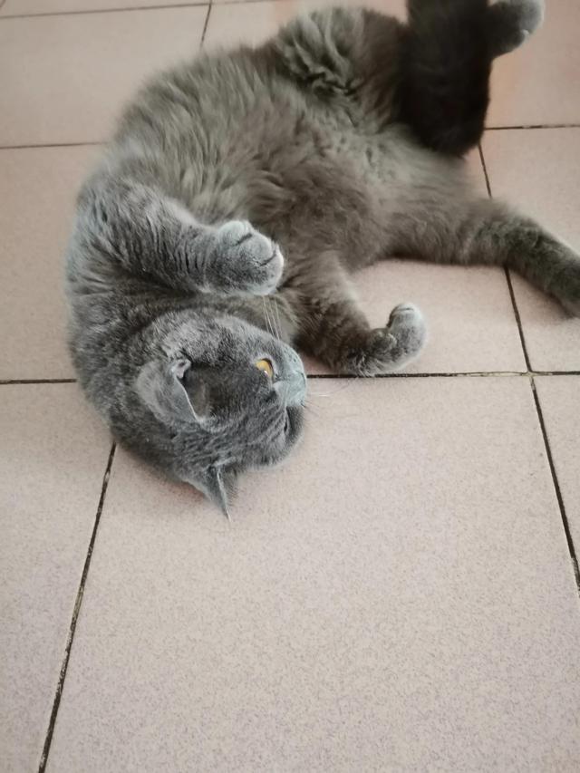 小灰灰可爱图片，好可爱的小灰灰，微信头像（我的动物朋友一一小灰灰）